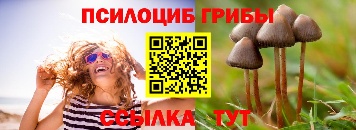 Псилоцибиновые грибы Psilocybine cubensis Анжеро-Судженск